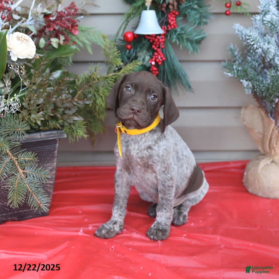 German Shorthaired Pointer dogs for sale: Duke - Ad 1