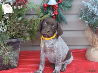 German Shorthaired Pointer dogs Duke - Ad 28