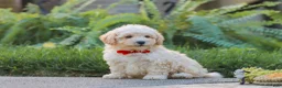 Maltipoo dogs for sale: Ollie - Ad 7