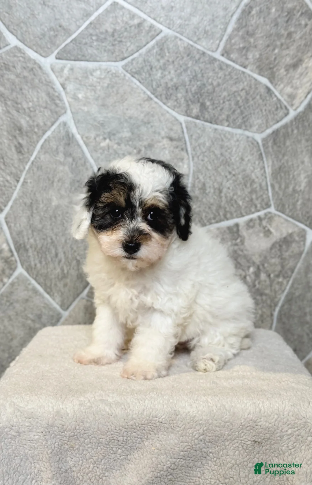 Toy Poodle dogs for sale: Misty Girl - Ad 1