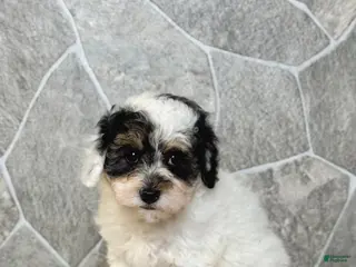 Toy Poodle dogs Misty Girl - Ad 42