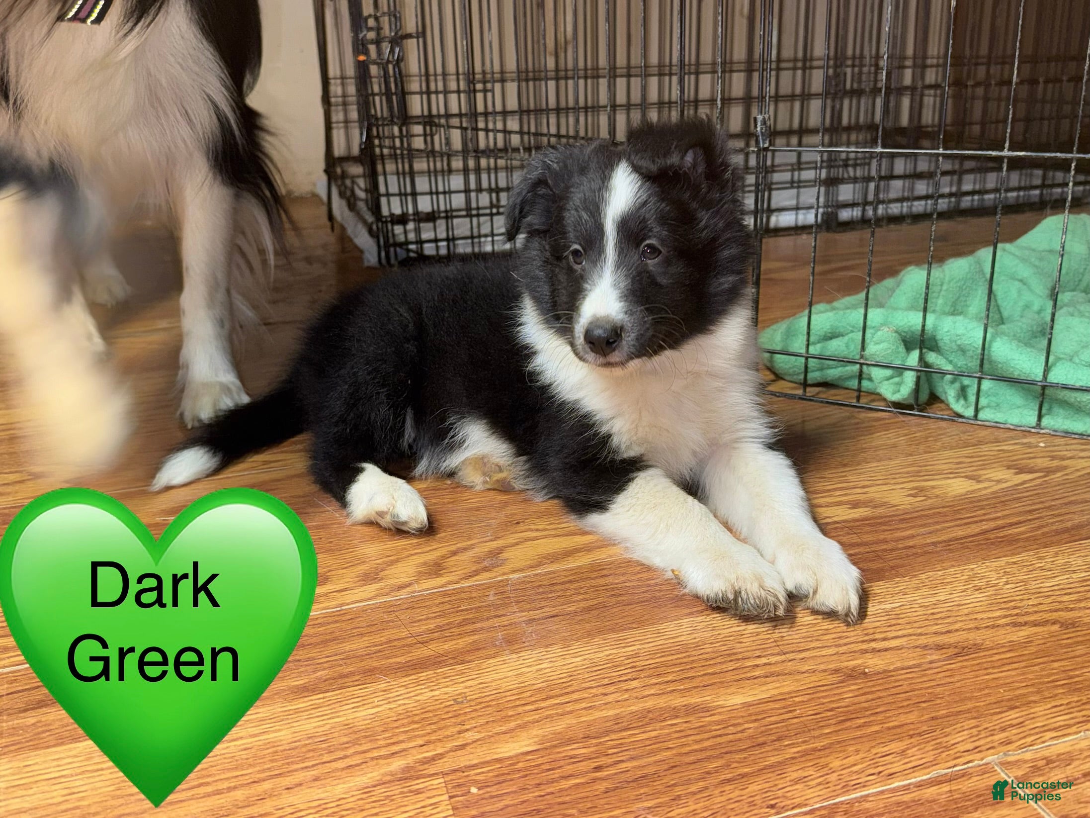 Shetland Sheepdog dogs Shetland Sheepdog Puppy 3 - Ad 38