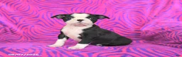 Boston Terrier dogs for sale: Lucy - Ad 1