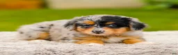 Mini Aussiedoodle dogs for sale: Heather - Ad 4