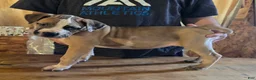 Mixed Breed dogs for sale: Hawks Sunny - Ad 2