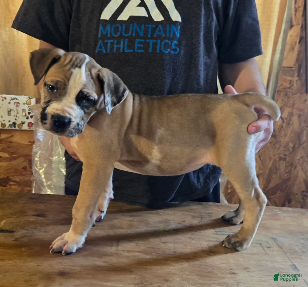 Mixed Breed dogs for sale: Hawks Sunny - Ad 2