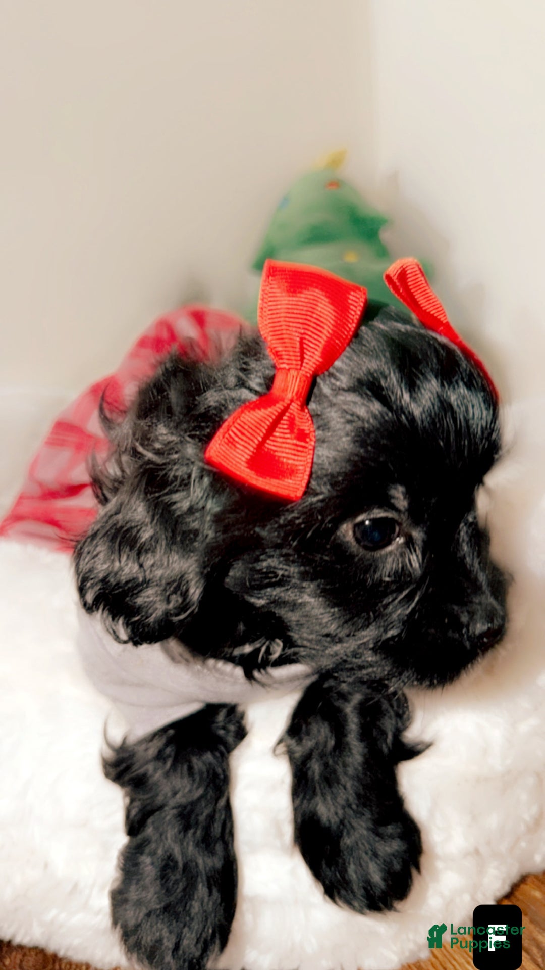 Shihpoo dogs for sale: Livvi  - Ad 3