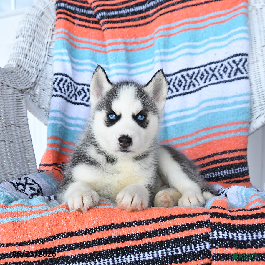 Siberian Husky dogs Sadie - Ad 1