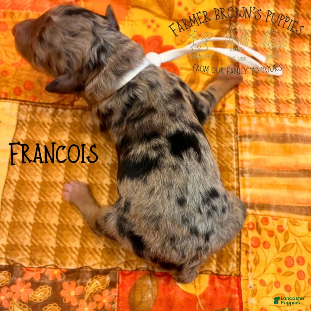 Mixed Breed dogs for sale: Francois - Ad 2