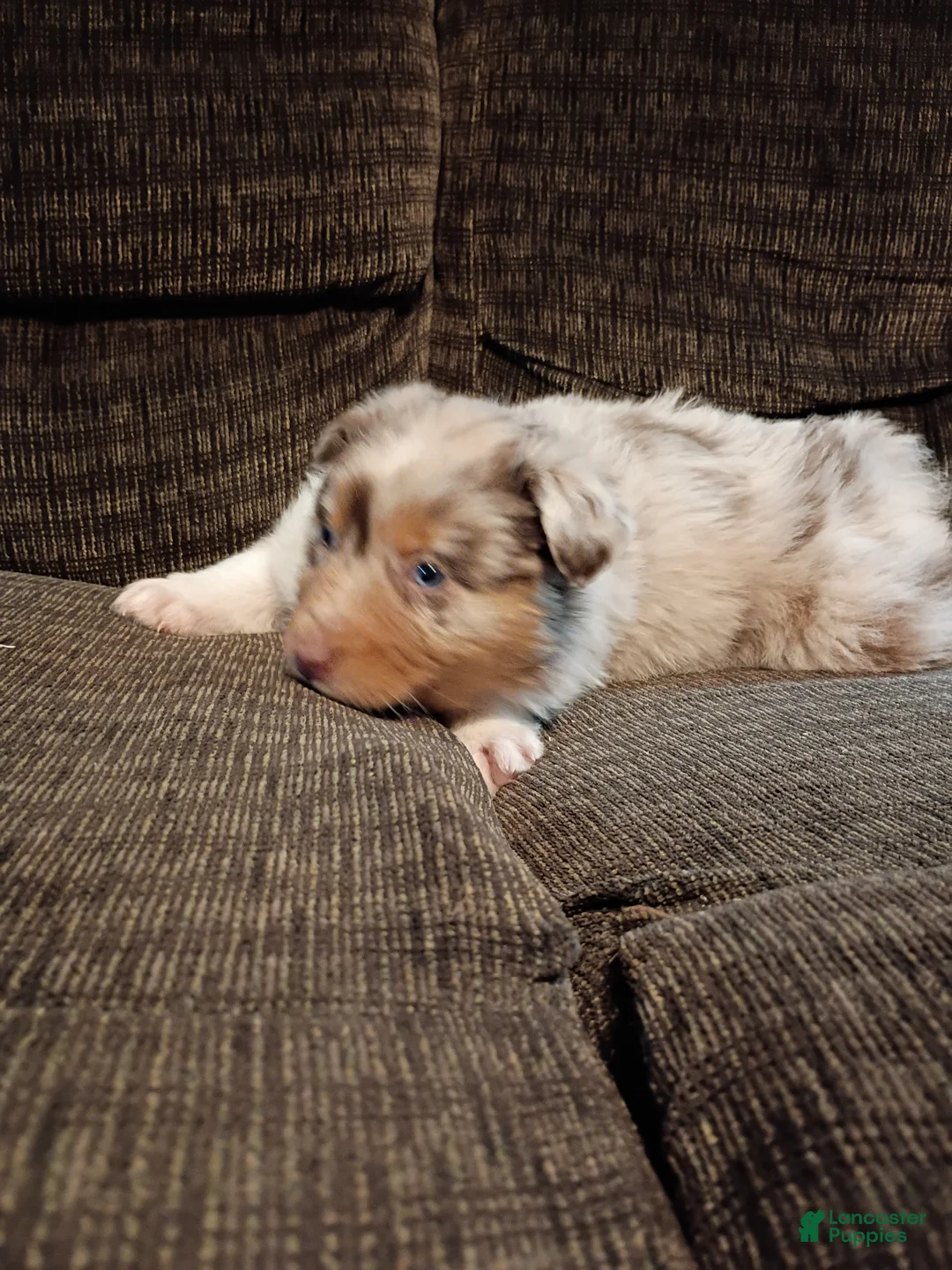 Australian Shepherd dogs for sale: Hazel - Ad 5