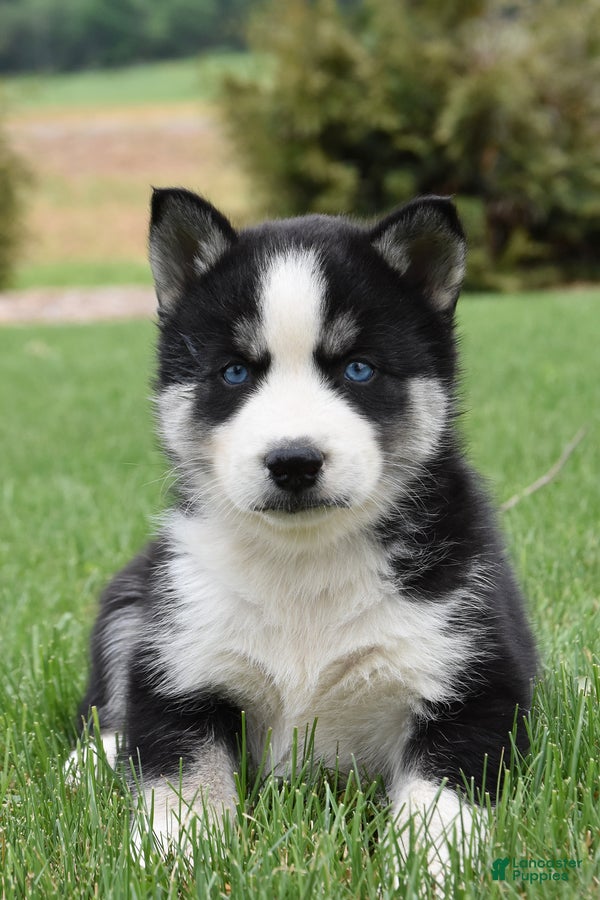 Siberian Husky dogs Shimmer - Ad 2