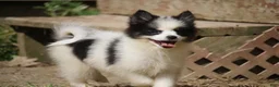 Pomsky dogs for sale: Minnie - Ad 4