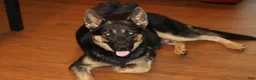 German Shepherd dogs for sale: German Shepherd 2 - Ad 4
