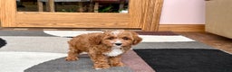 Cavapoo dogs for sale: Cavapoo F1b Male Puppy 1 - Ad 4