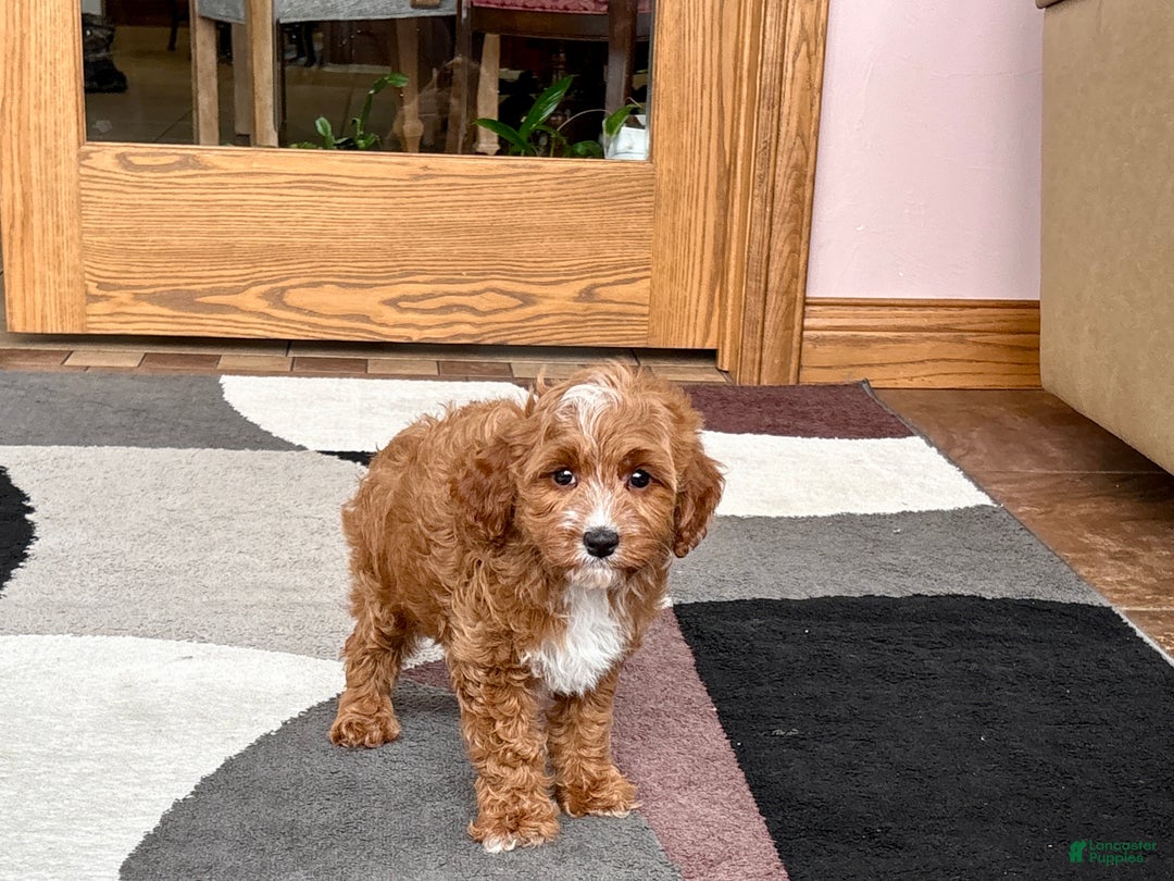 Cavapoo dogs for sale: Cavapoo F1b Male Puppy 1 - Ad 4