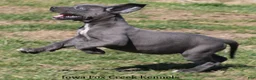 Great Dane dogs for sale: Heather - Ad 5