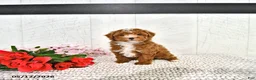 Miniature Poodle dogs for sale: Ronnie - Ad 8