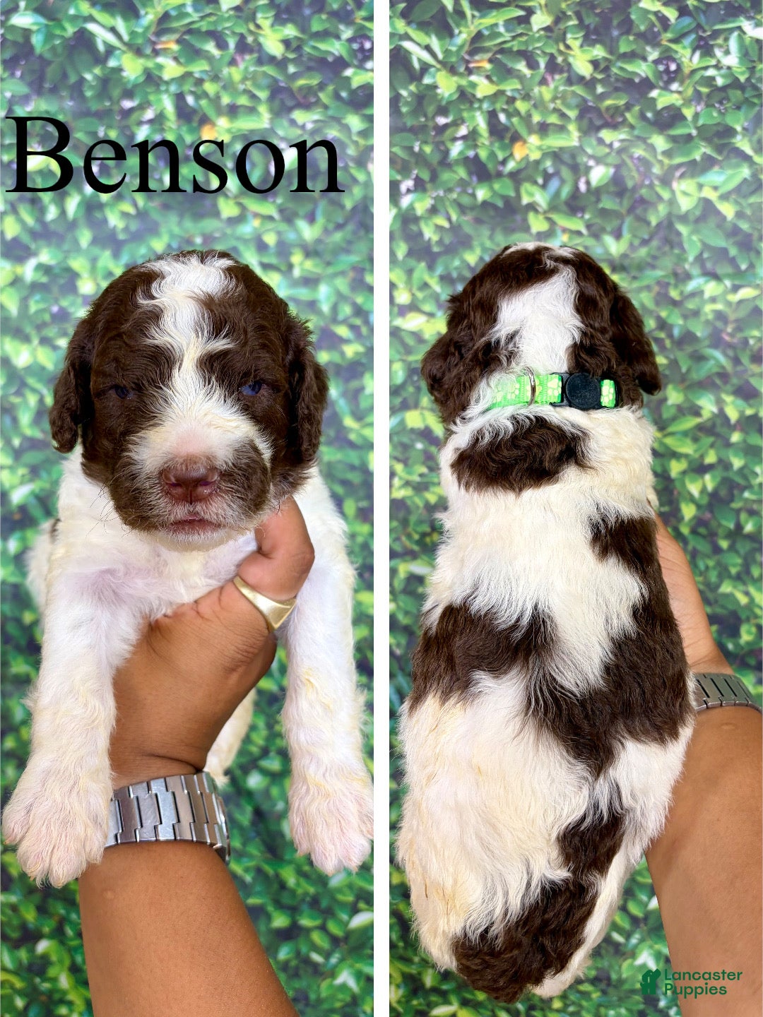 Saint Berdoodles dogs Benson - Ad 1