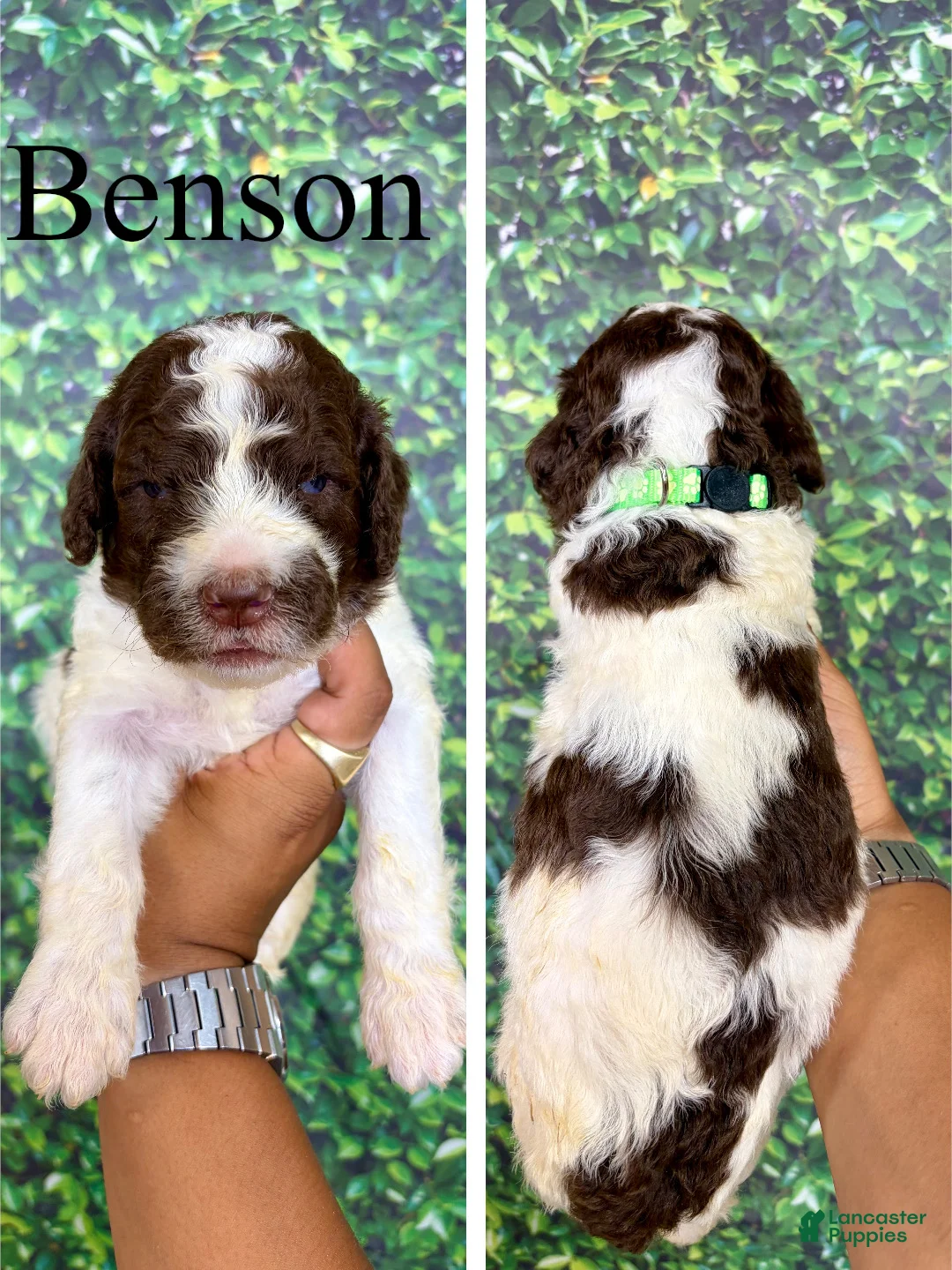Saint Berdoodles dogs for sale: Benson - Ad 1