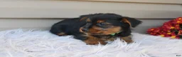 Yorkshire Terrier dogs for sale: Scotty - Ad 10