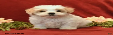Baxter
