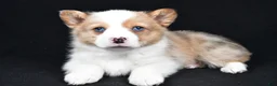 Welsh Corgi Pembroke dogs for sale: Chuck - Ad 1