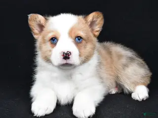 Welsh Corgi Pembroke dogs Chuck - Ad 15