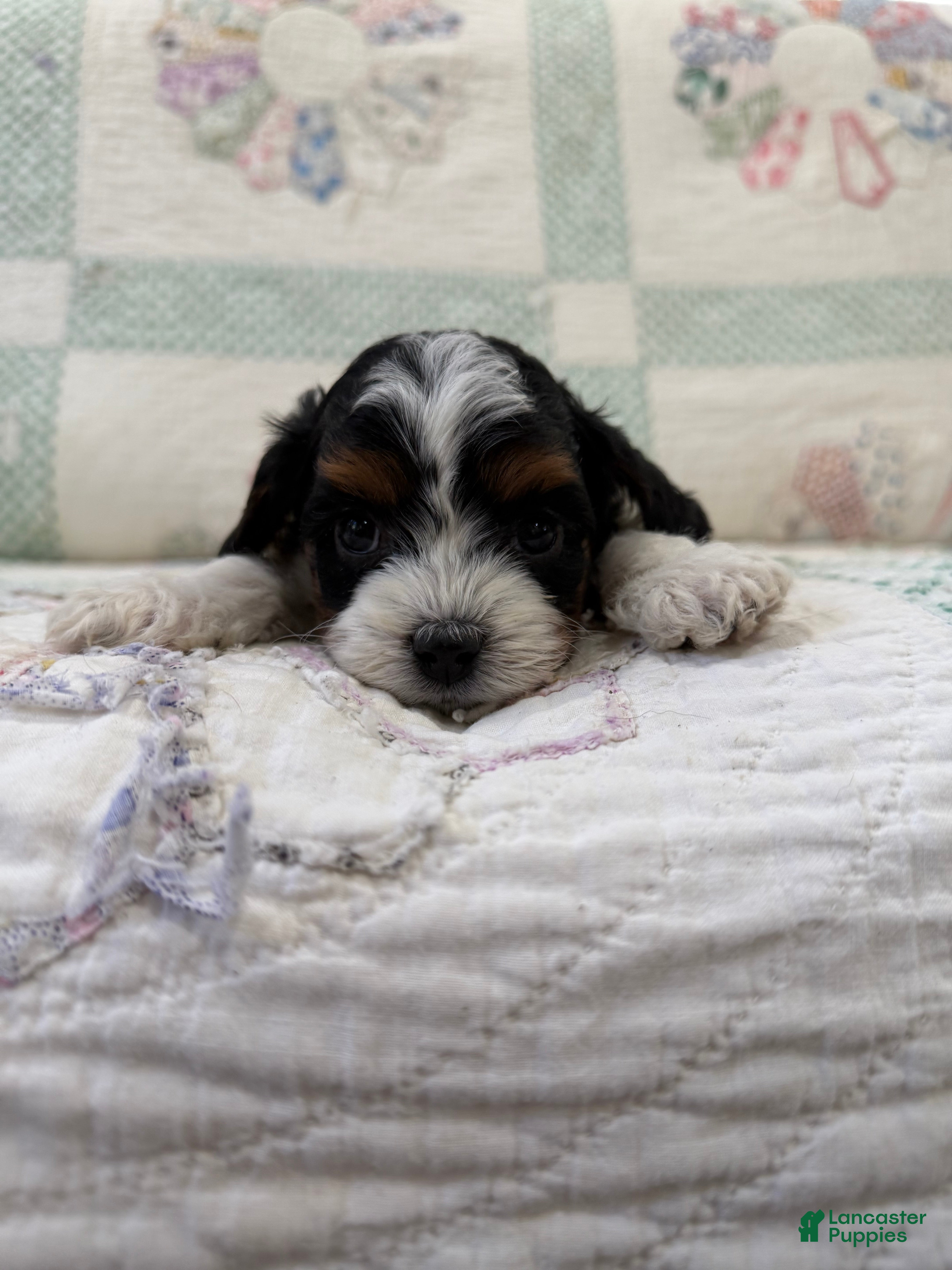 Cavapoo dogs Cavapoo Puppy 1 - Ad 1