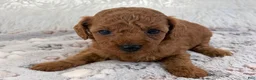 Toy Poodle dogs for sale: Yvonne - Ad 17
