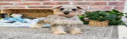 Miniature Schnauzer dogs for sale: Thor - Ad 2