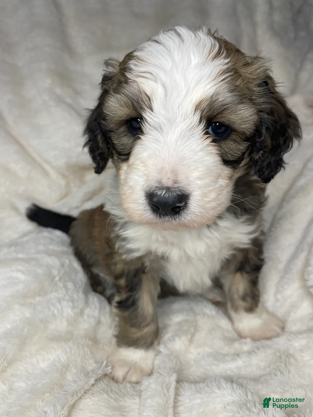 Bernedoodle dogs for sale: Chester - Ad 2