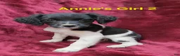 Brittany Spaniel dogs for sale: AKC/UKC French Brittany Annie's Girl 2 - Ad 6