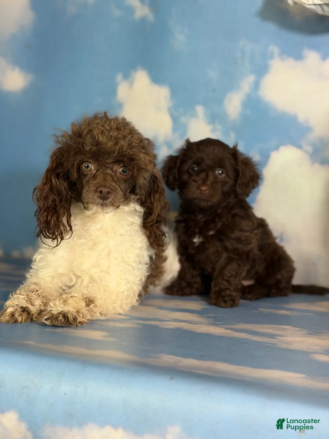 Doxiepoo dogs for sale: Brownie  - Ad 2