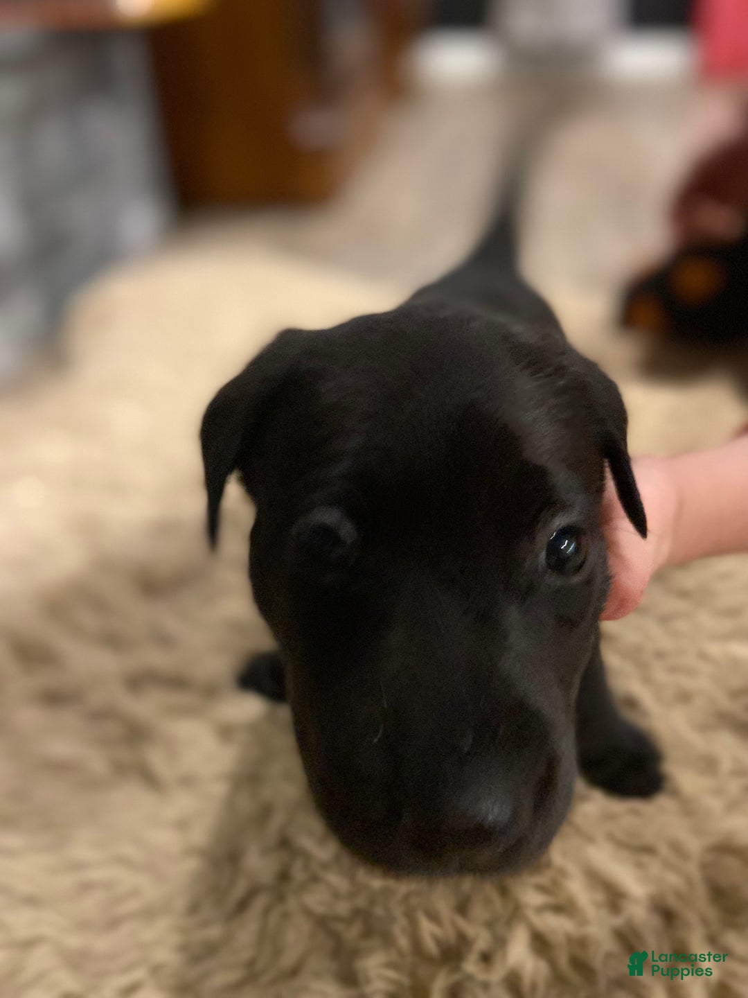 Labrador Retriever dogs for sale: Black Male 2 - Ad 2