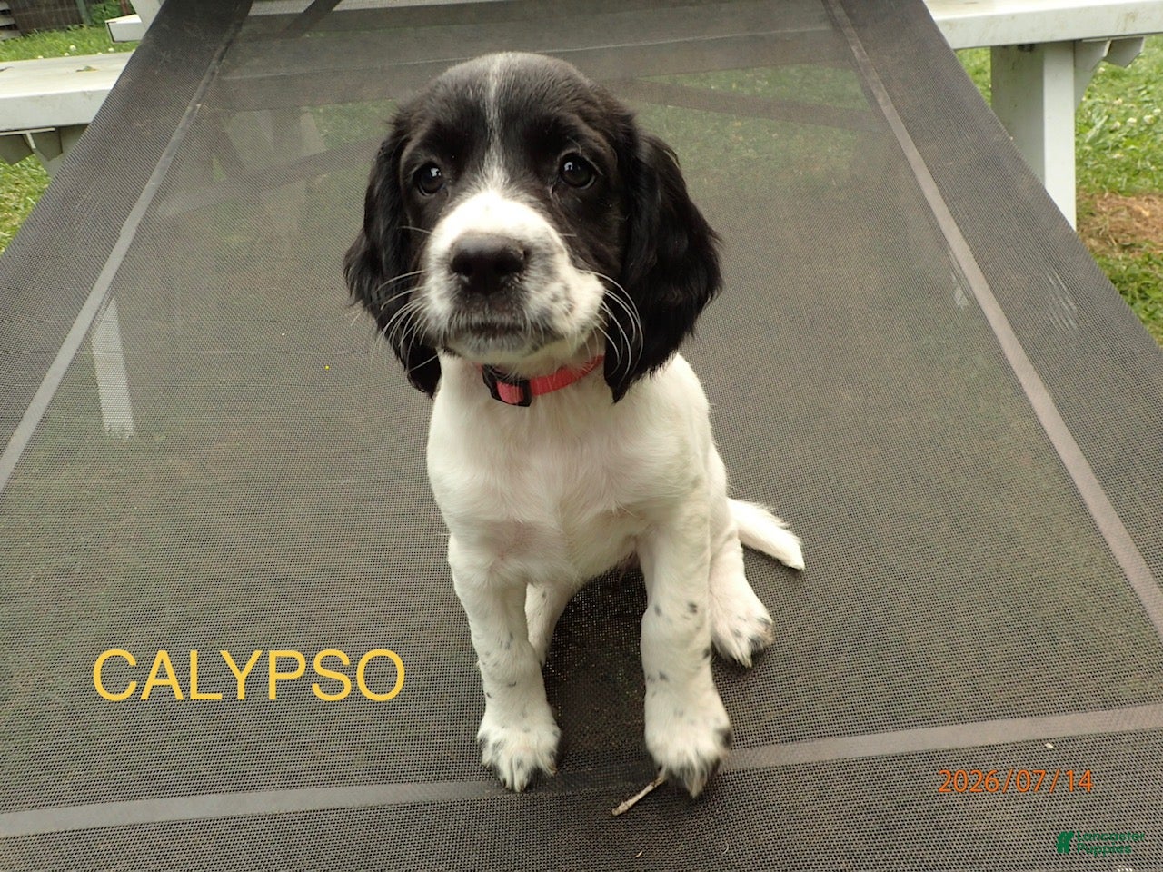 English Springer Spaniel dogs Calypso - Ad 18