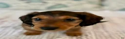 Miniature Dachshund dogs for sale: Stella - Ad 3
