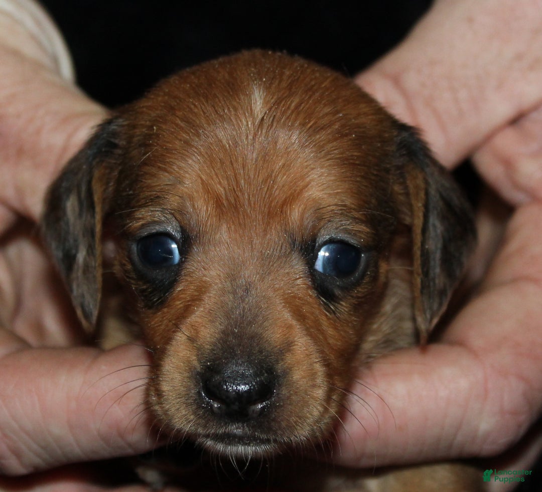 Miniature Dachshund dogs for sale: Steele - Ad 6