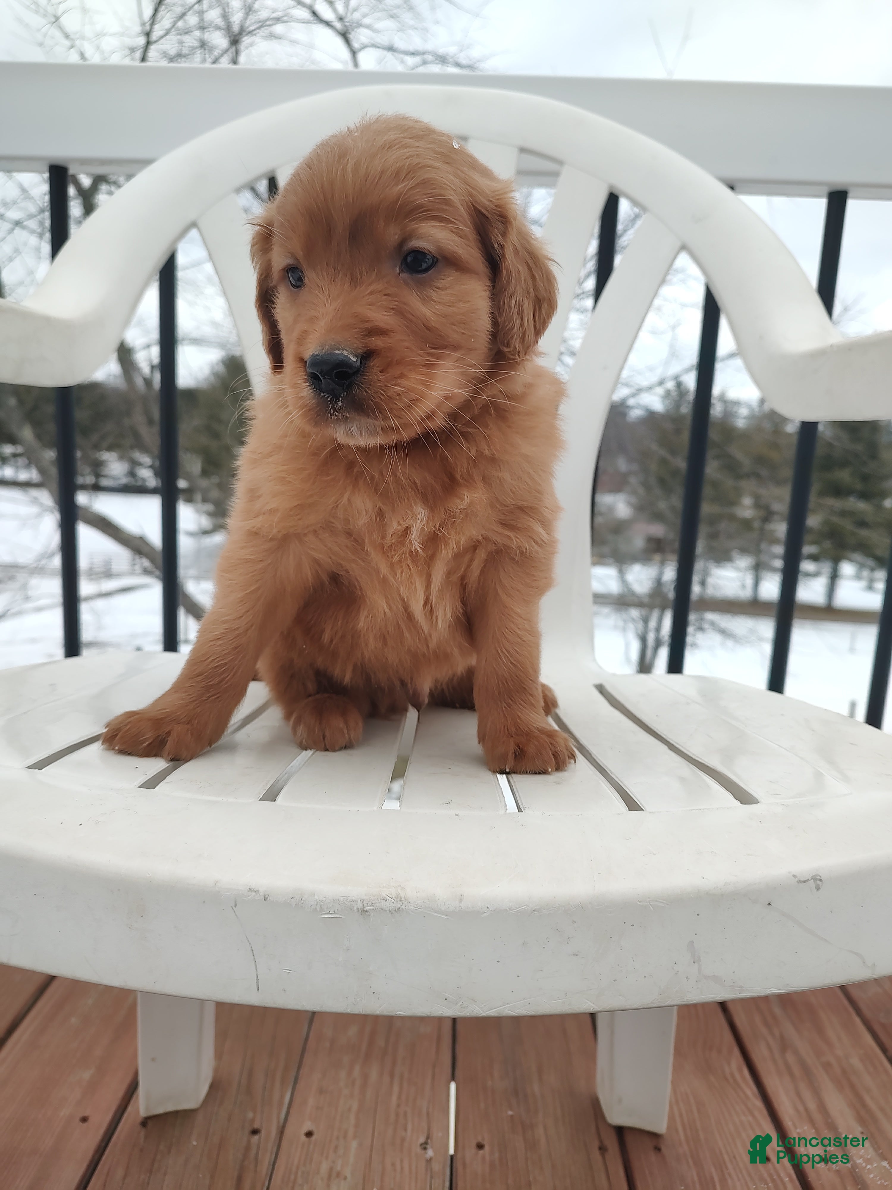 Mixed Breed dogs Rio - Ad 27