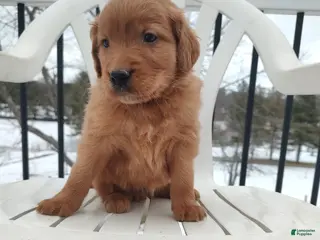 Mixed Breed dogs Rio - Ad 27