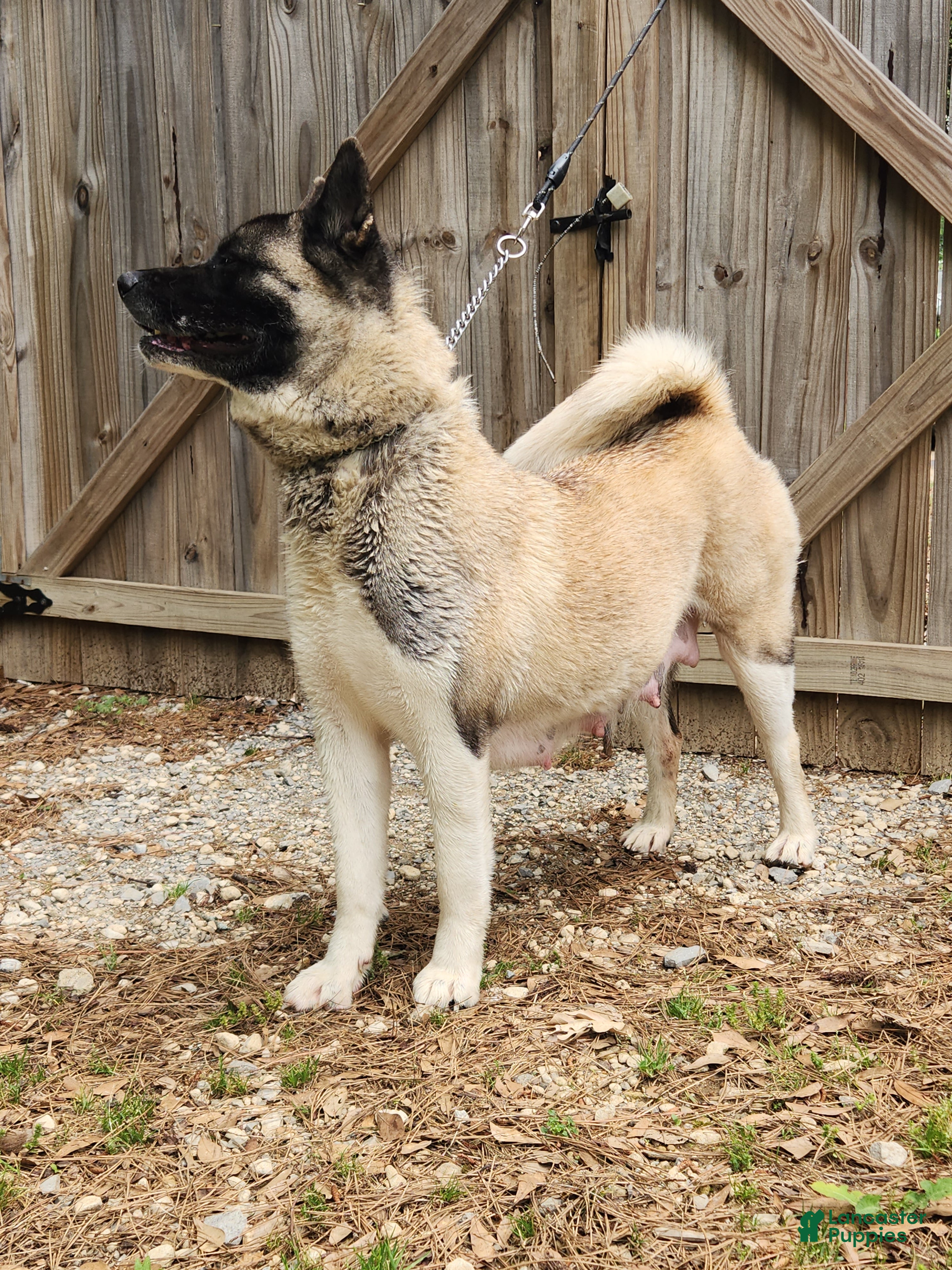 Akita dogs KJ Mother  - Ad 2