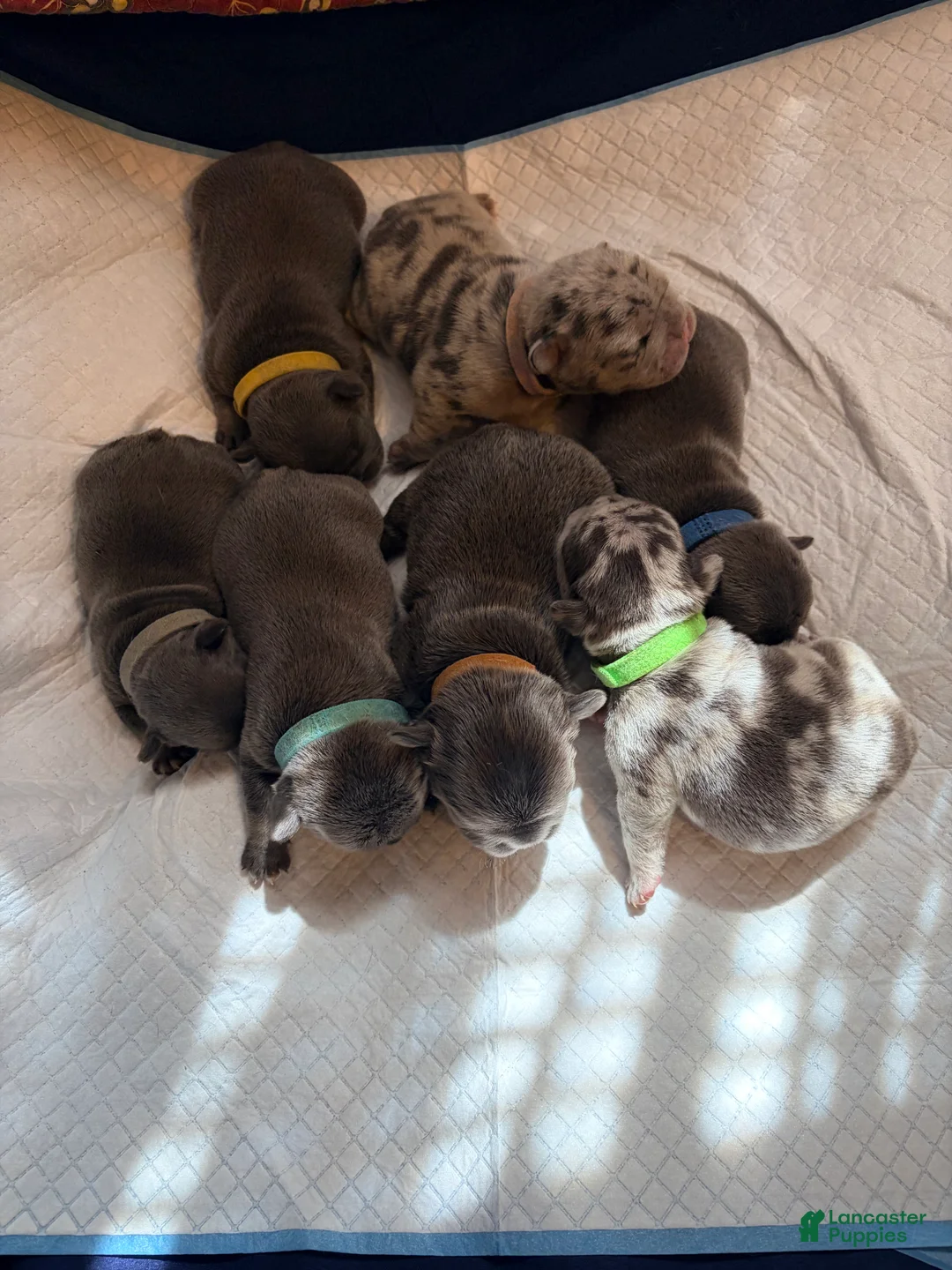 French Bulldog dogs for sale: French Bulldog Puppy 2 - Ad 1