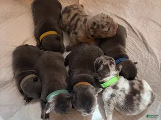 French Bulldog dogs French Bulldog Puppy 2 - Ad 20