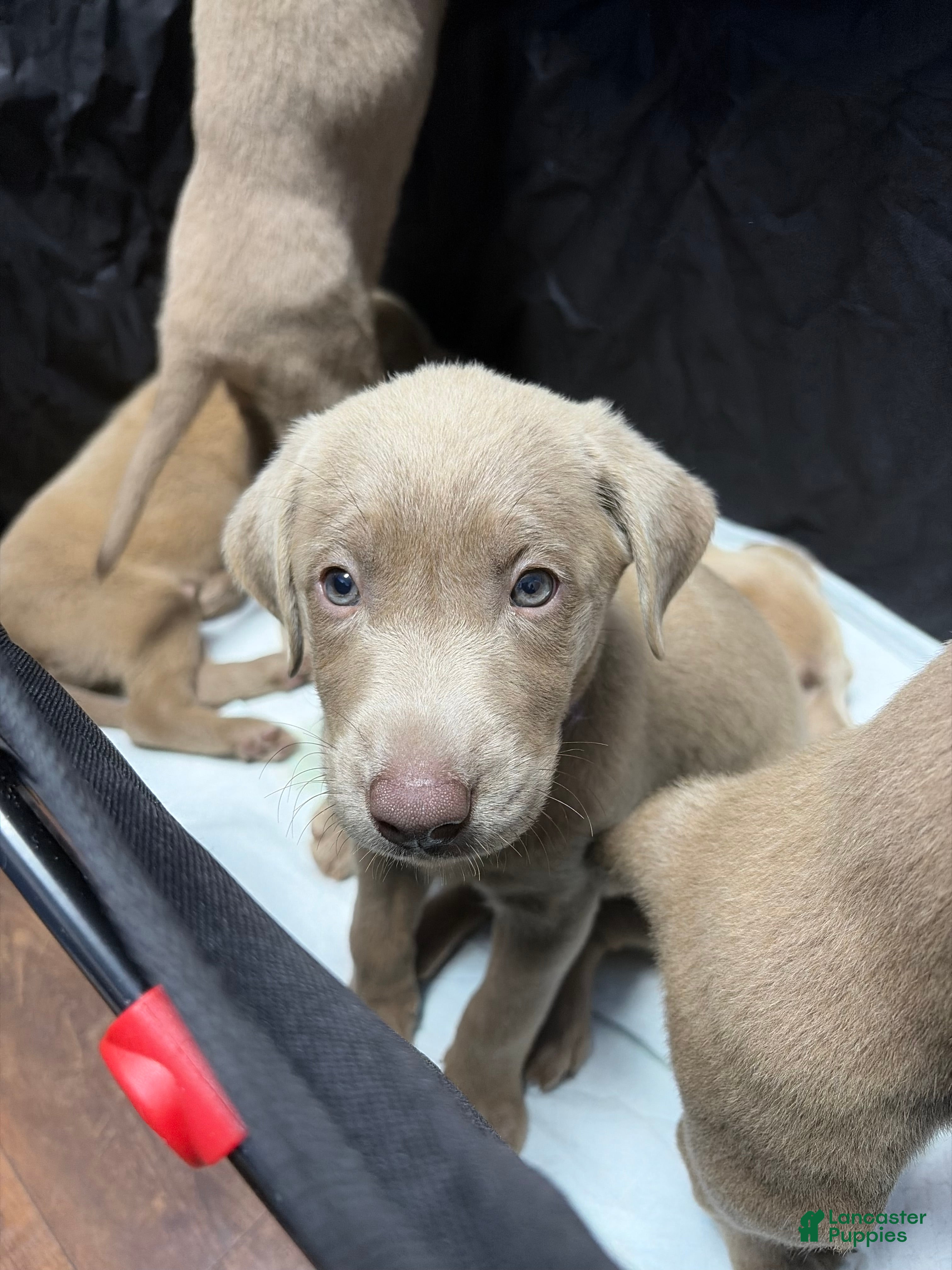 Labrador Retriever dogs Hot pink female  - Ad 1