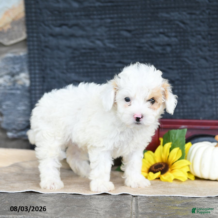 Maltipoo dogs Dewy - Ad 2