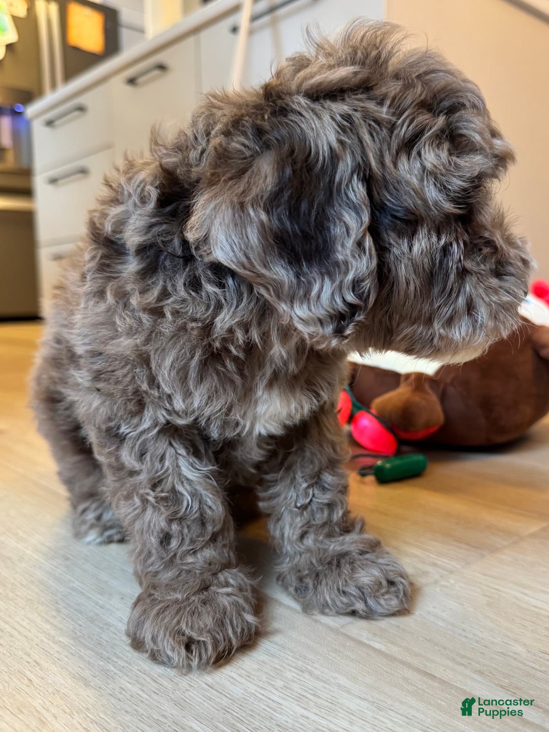 Mini Goldendoodle dogs for sale: Milo - Ad 2