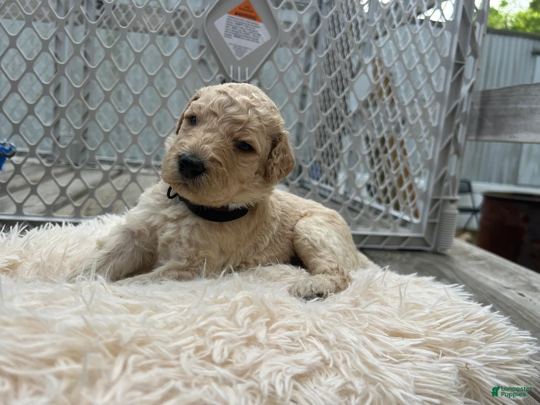 Goldendoodle dogs for sale: Goldendoodle Puppy 8 - Ad 1