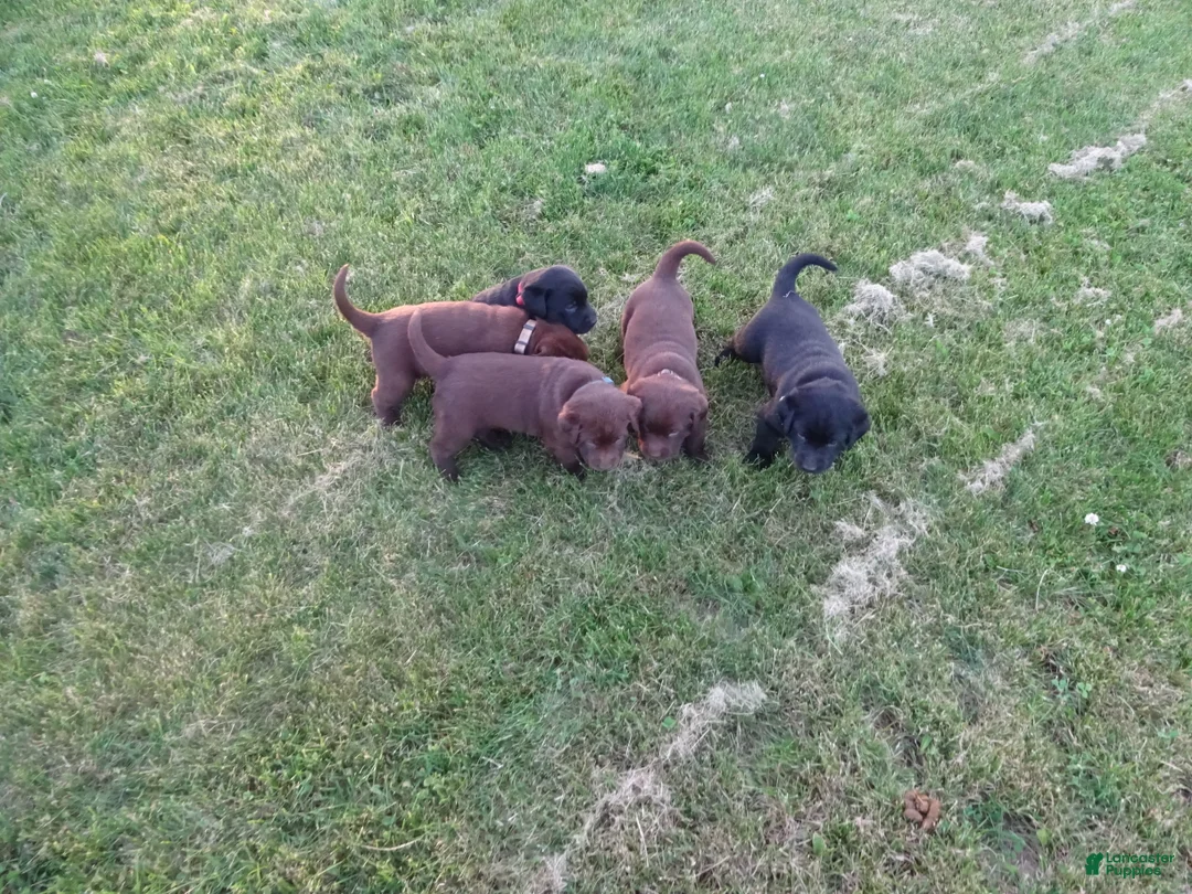 Labrador Retriever dogs for sale: Volet  - Ad 4