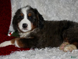 Bernedoodle dogs Jimmy - Ad 20