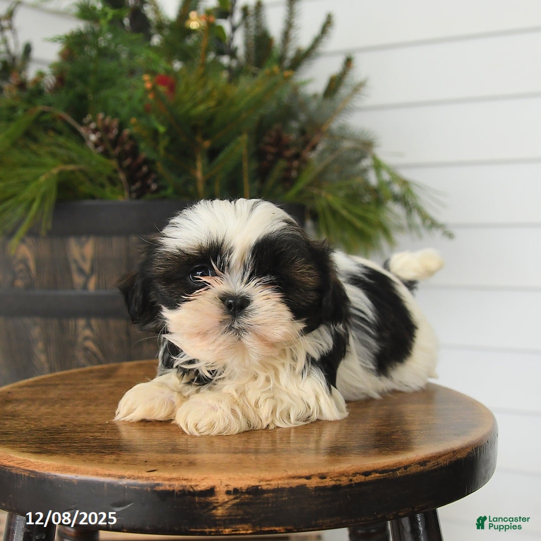 Shih Tzu dogs for sale: Mocha - Ad 2