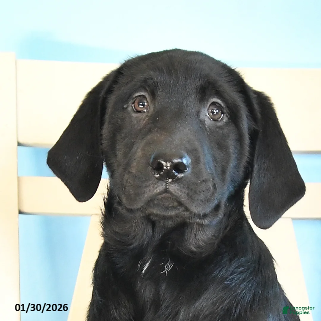 Labrador Retriever dogs for sale: Patsy - Ad 5
